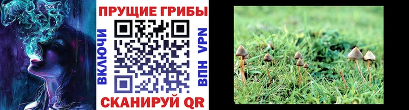Купить где  Мензелинск  Галлюциногенные грибы MAGIC MUSHROOMS 